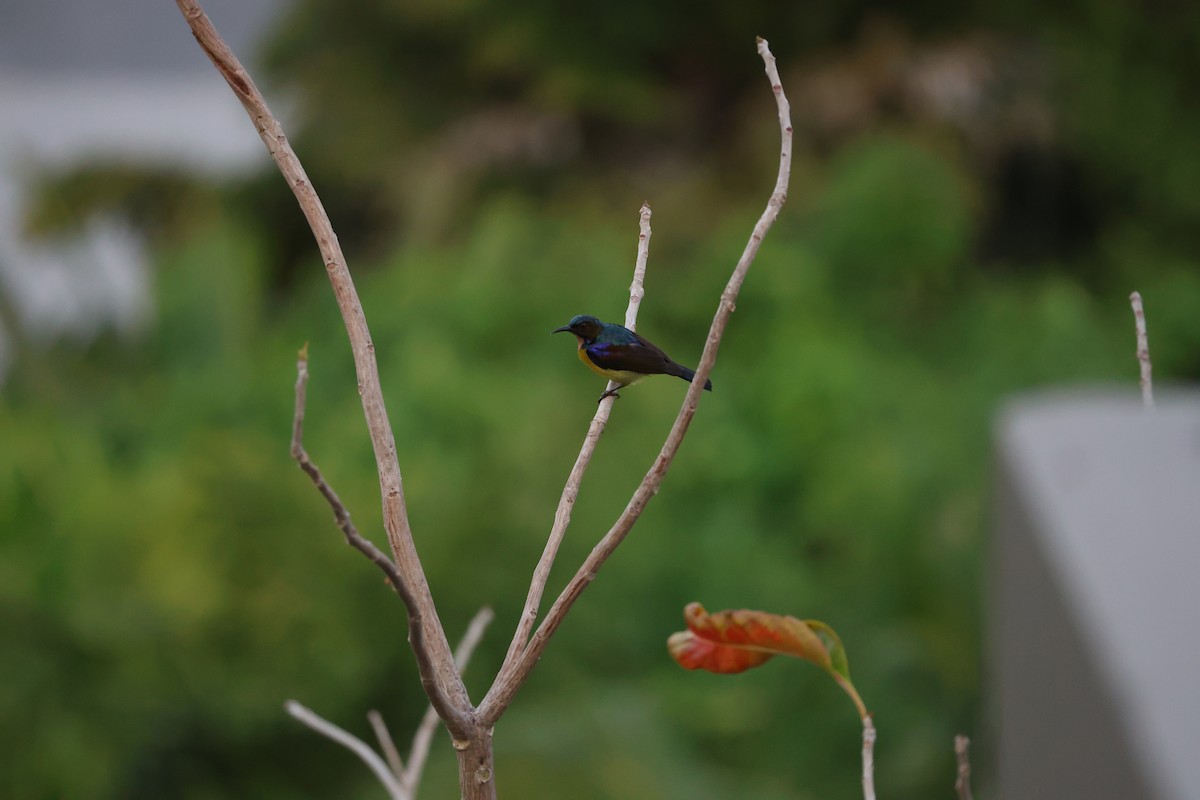 Brown-throated Sunbird - ML615695784