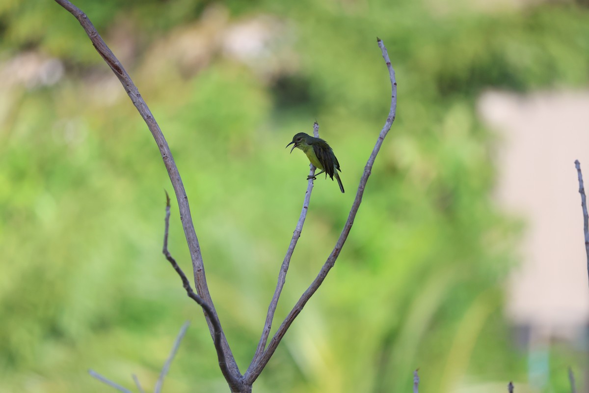 Brown-throated Sunbird - ML615695806