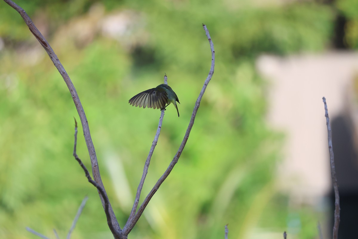 Brown-throated Sunbird - ML615695811