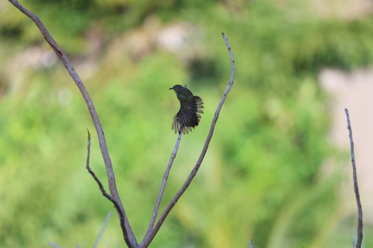 Brown-throated Sunbird - ML615695816