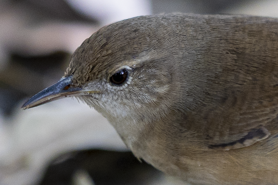 House Wren - ML615695847