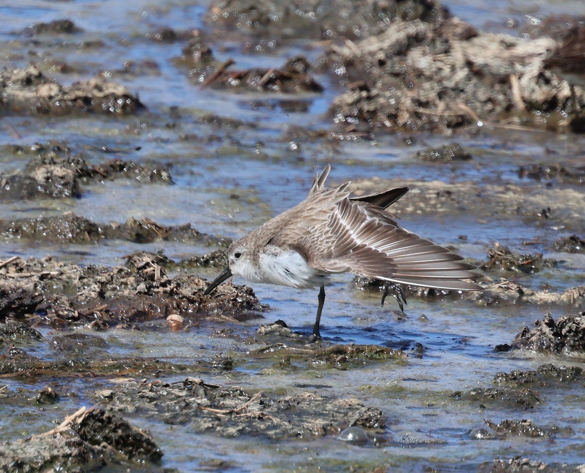 Western Sandpiper - David Stejskal