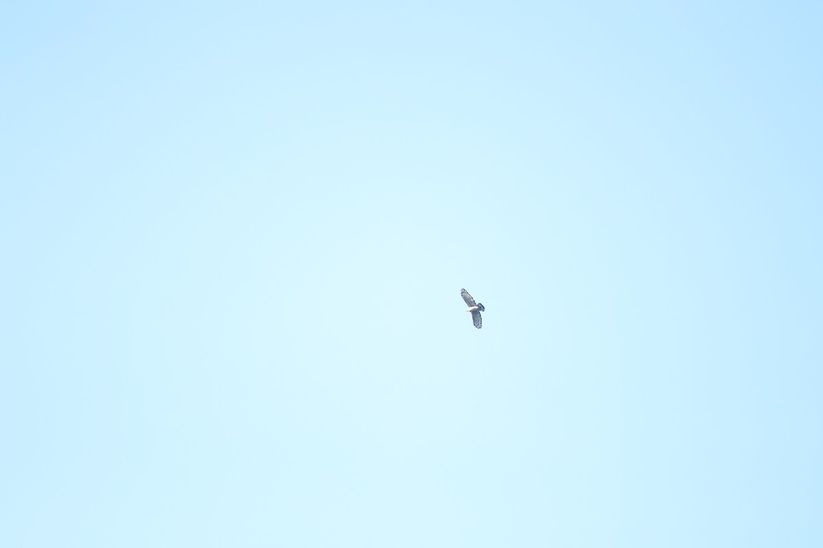 Nisaetus sp. - ML615695869