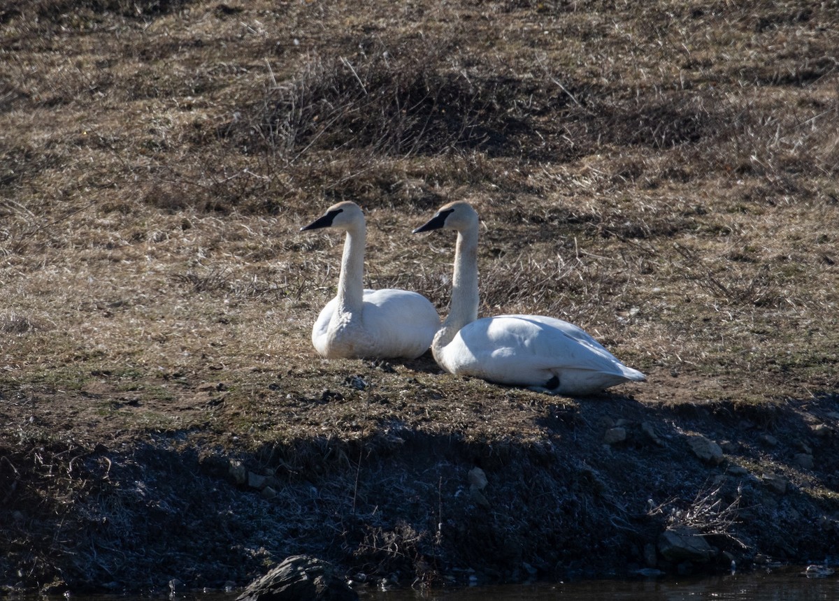 Trumpeter Swan - ML615695872