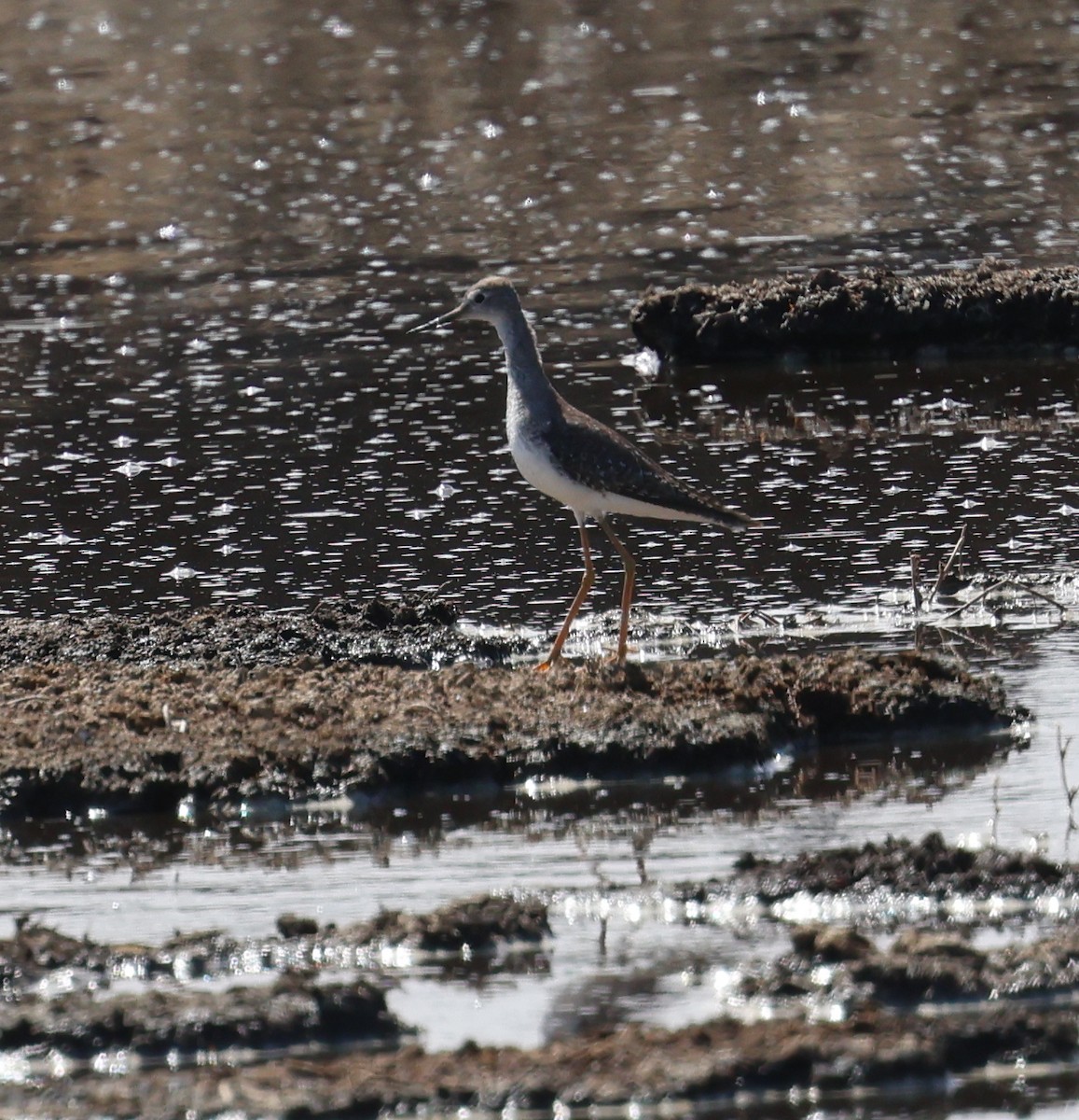 Lesser Yellowlegs - David Stejskal