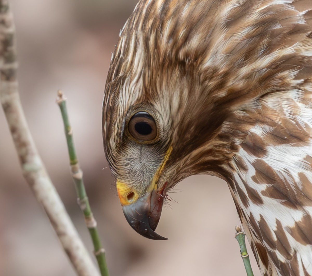 Red-shouldered Hawk - ML615695903