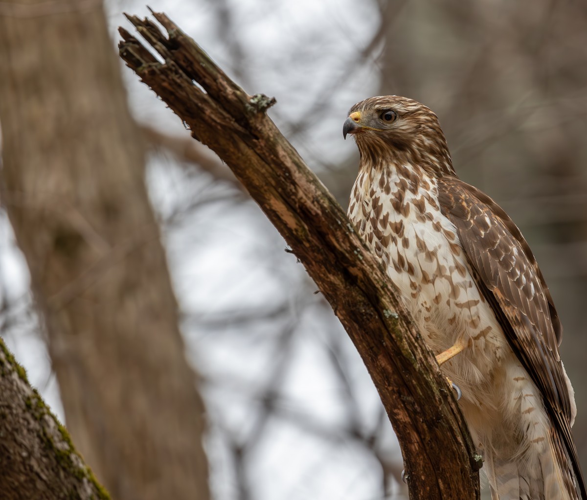 Red-shouldered Hawk - ML615695905