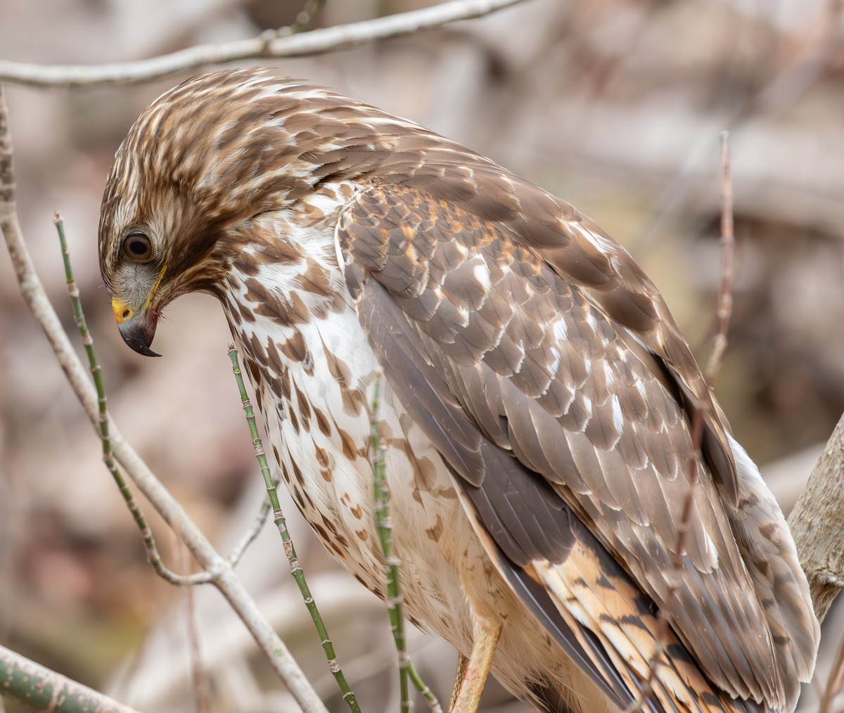 Red-shouldered Hawk - ML615695906