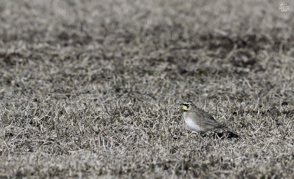 Horned Lark - ML615695944