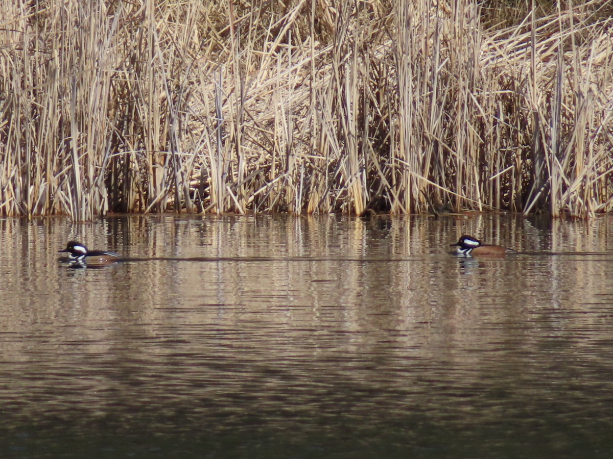 Hooded Merganser - Fred Dike