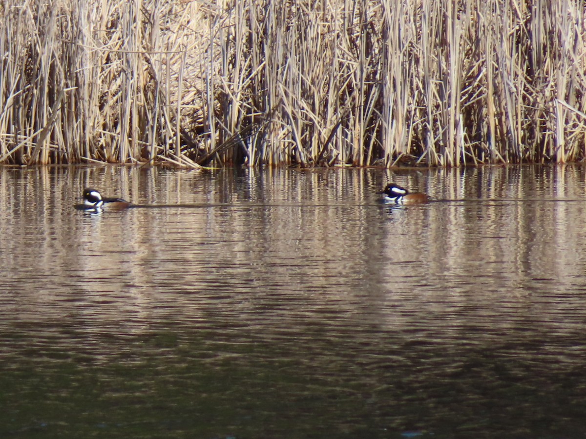 Hooded Merganser - Fred Dike