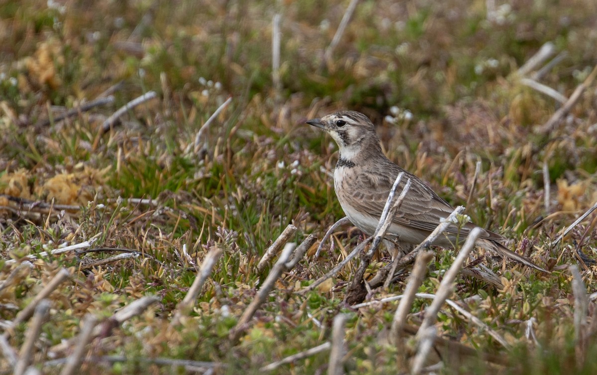 Horned Lark - ML615696011