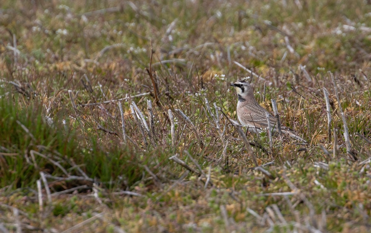 Horned Lark - ML615696012