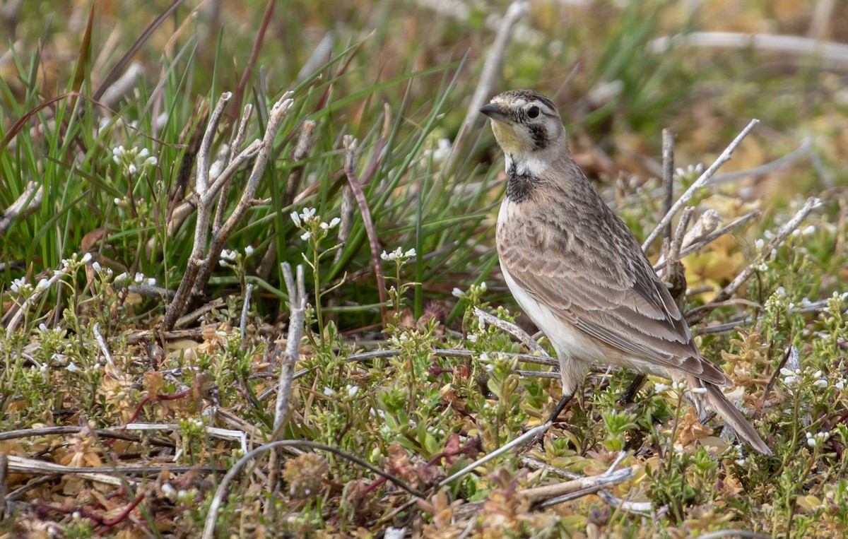 Horned Lark - ML615696013