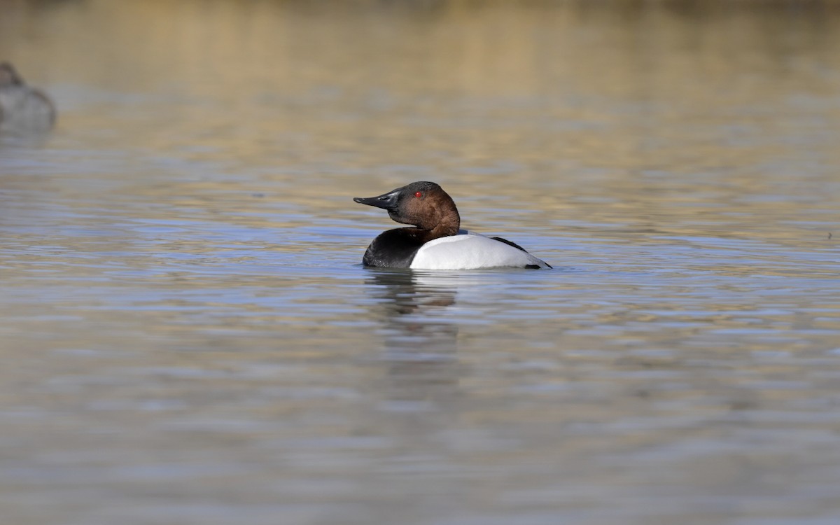 Canvasback - Ben  Sonnenberg