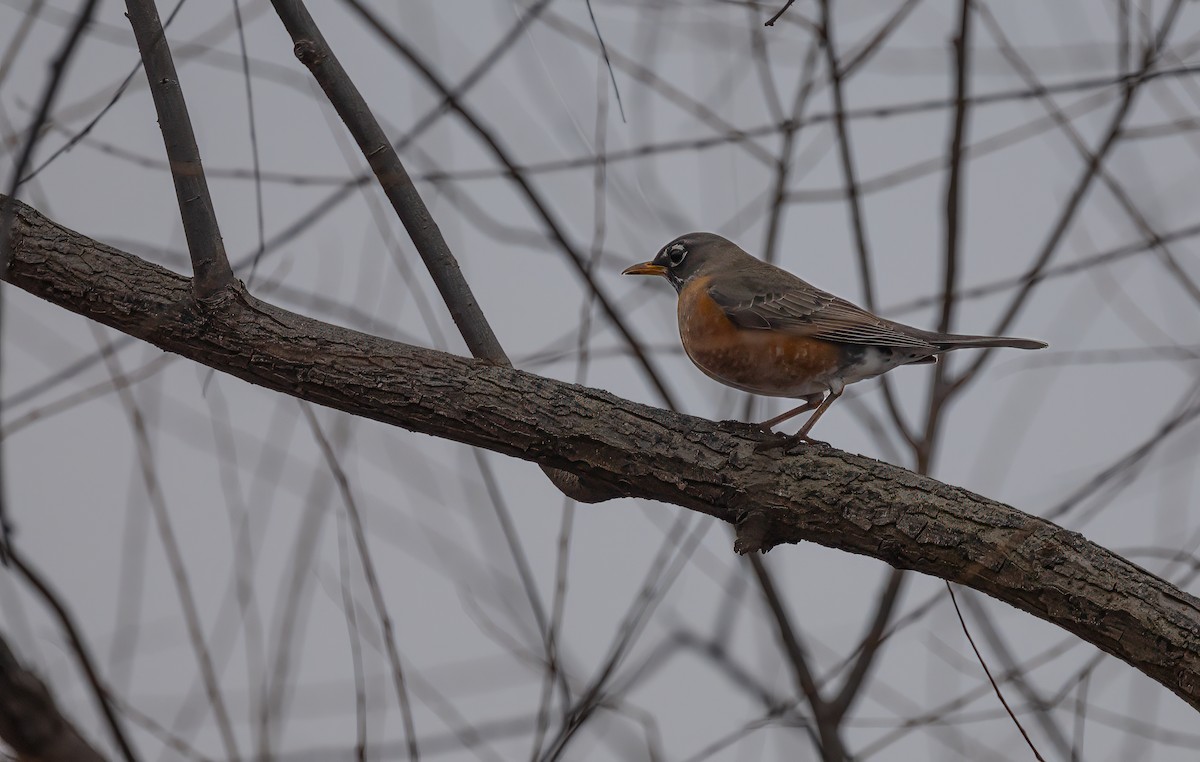 American Robin - ML615696074