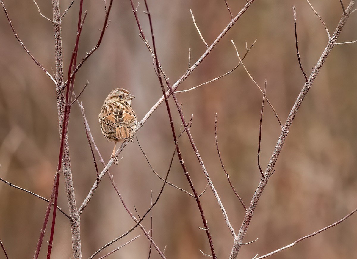 Song Sparrow - ML615696079