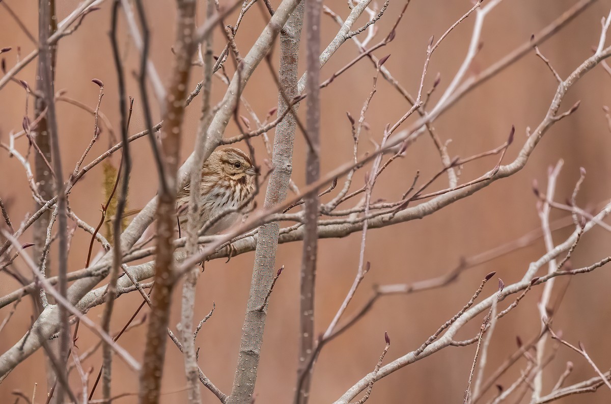 Song Sparrow - ML615696081
