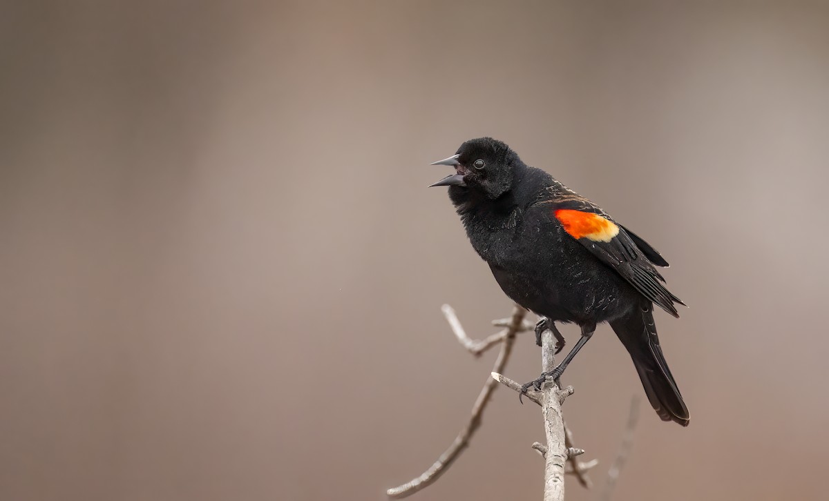 Red-winged Blackbird - ML615696089