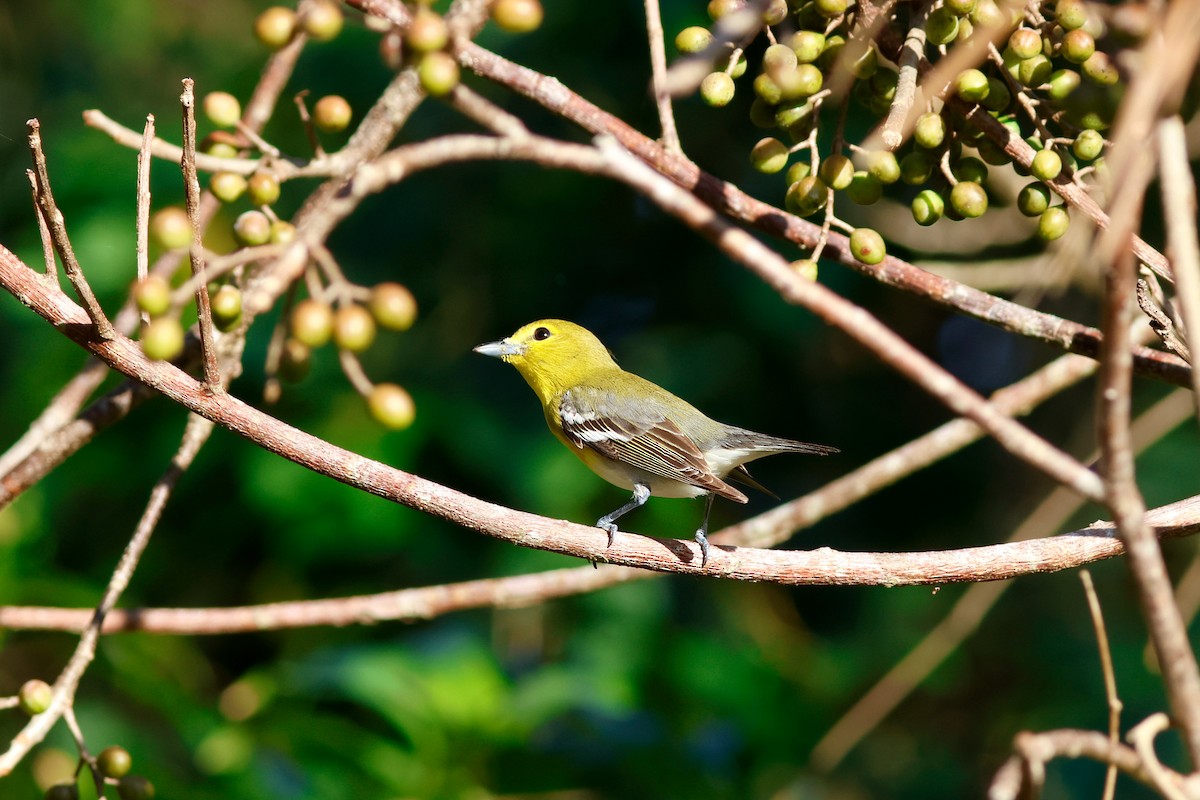 Yellow-throated Vireo - ML615696126