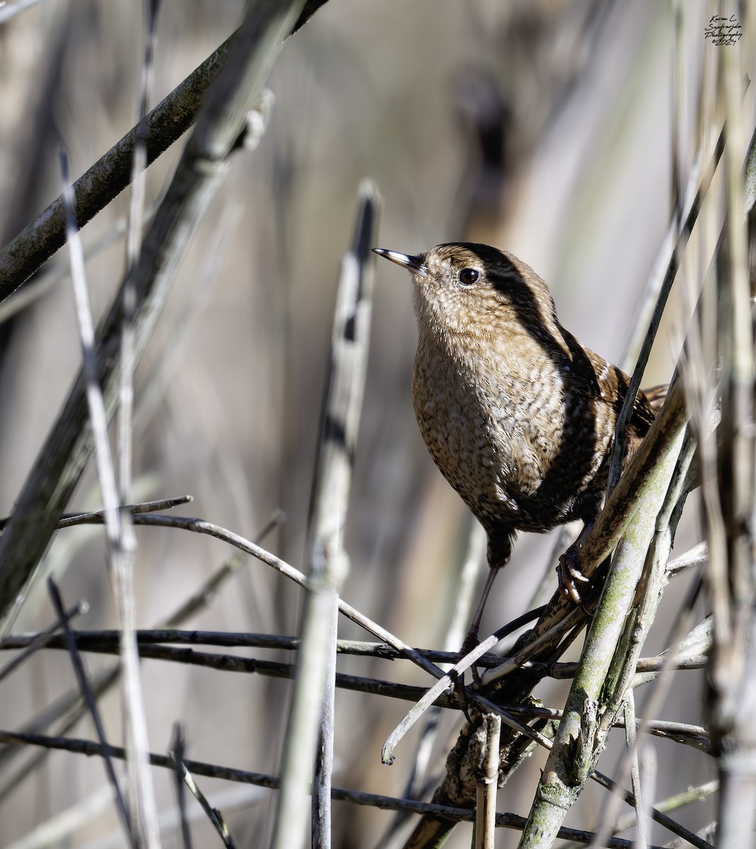 Winter Wren - ML615696132