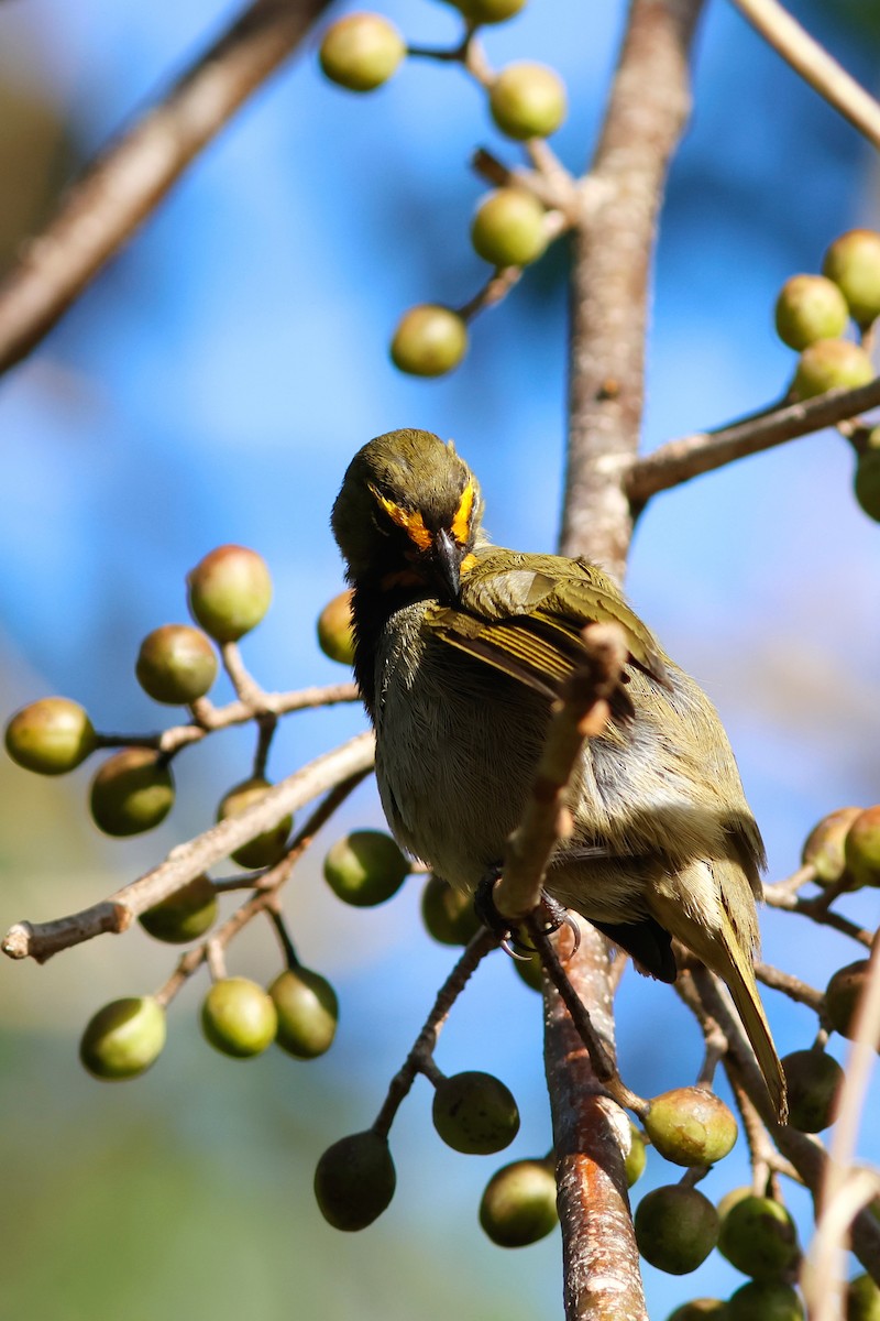 Yellow-faced Grassquit - ML615696147