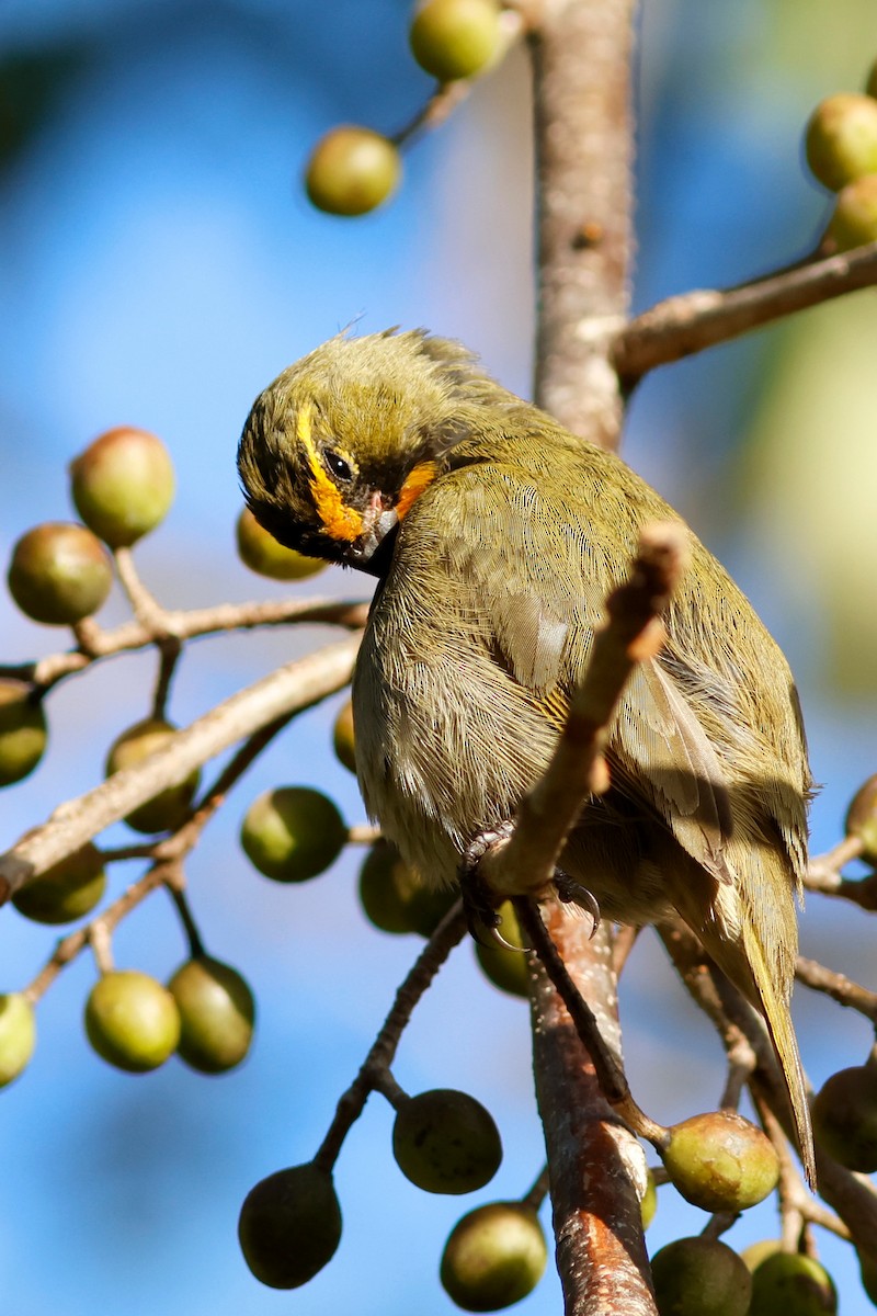 Yellow-faced Grassquit - ML615696148