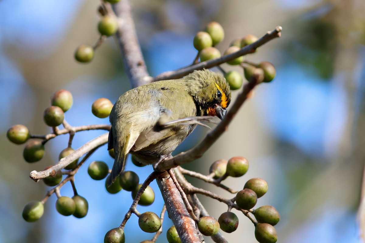 Yellow-faced Grassquit - ML615696149