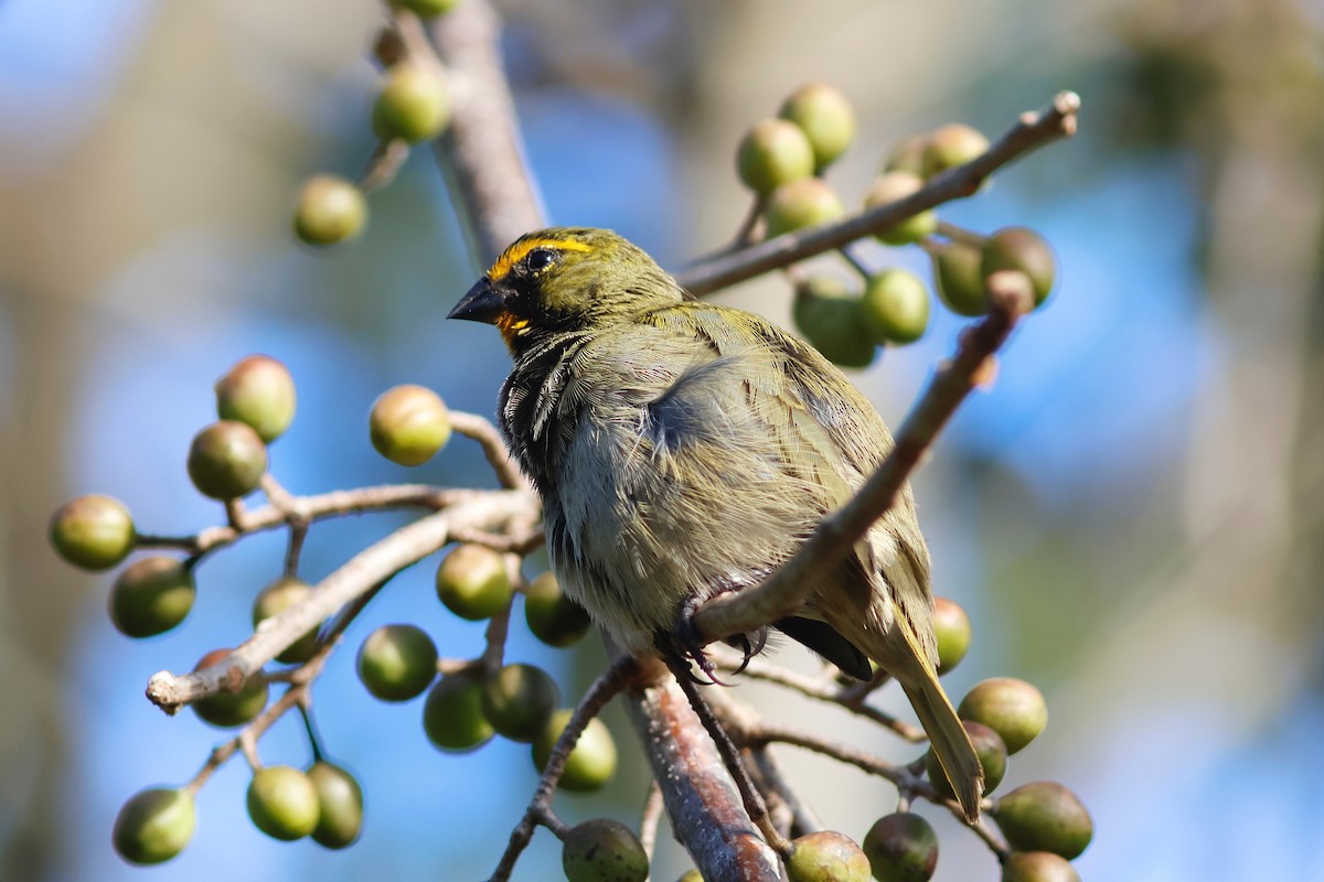 Yellow-faced Grassquit - ML615696150