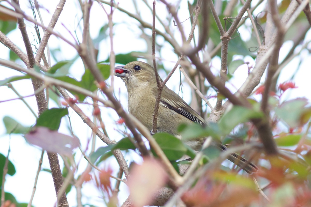 Western Spindalis (Cozumel I.) - ML615696168