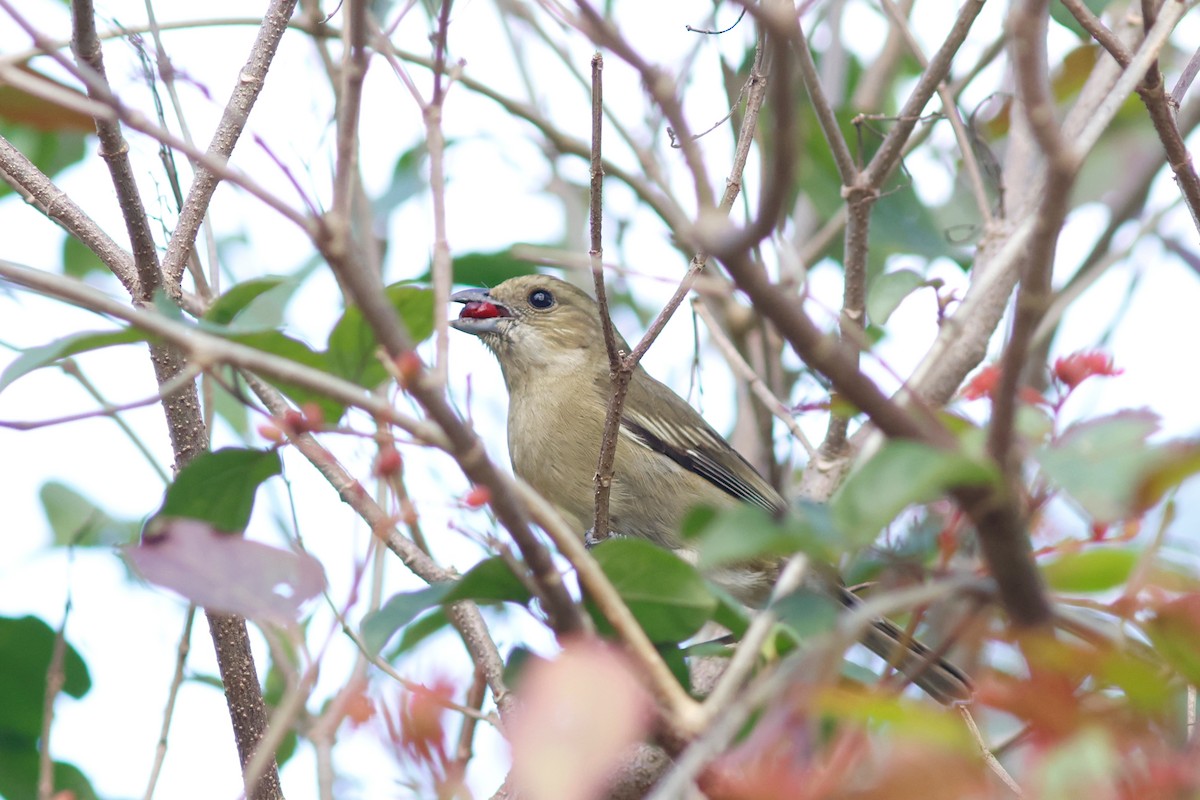 Western Spindalis (Cozumel I.) - ML615696169