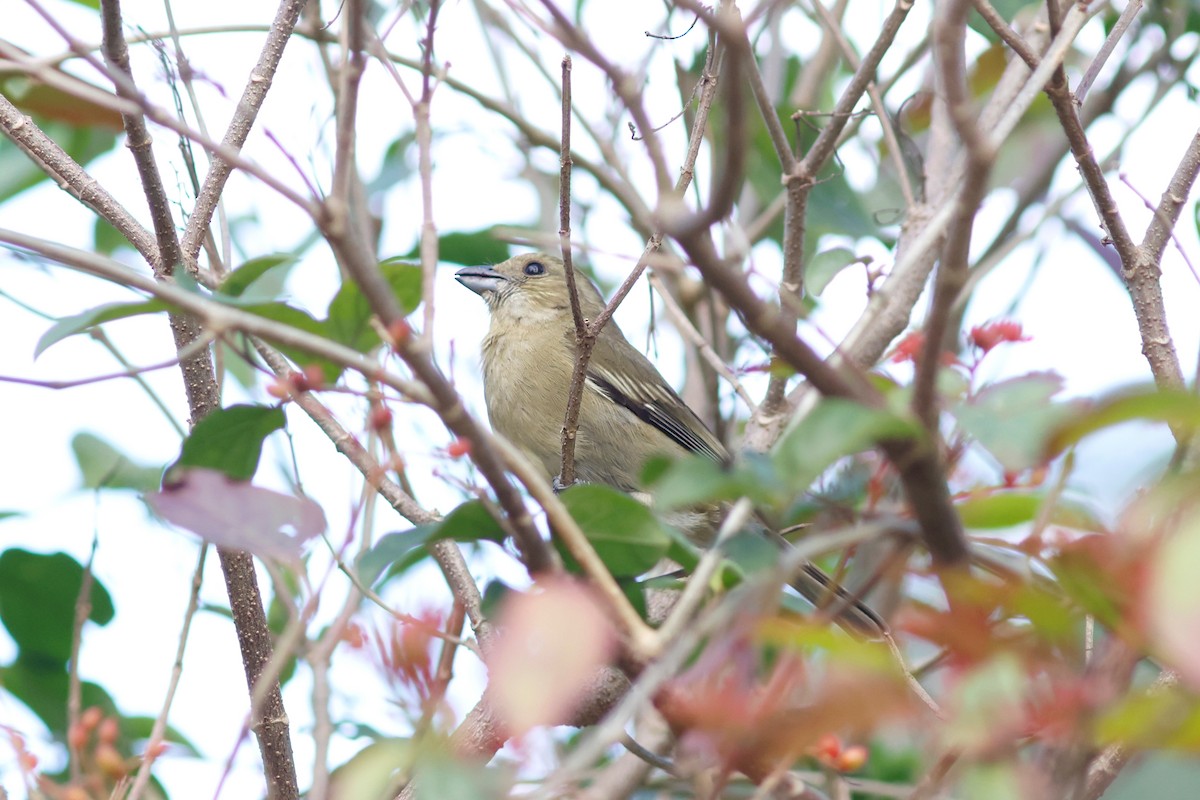 Western Spindalis (Cozumel I.) - ML615696170