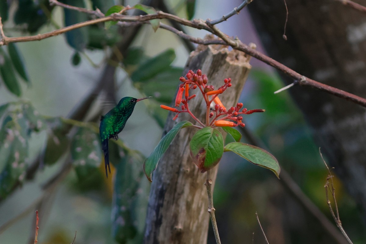 Cozumel Emerald - Daniel J. Riley