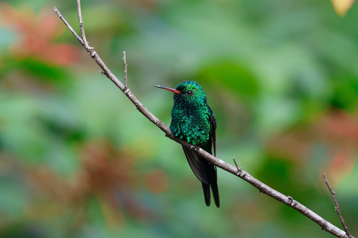 Cozumel Emerald - ML615696189