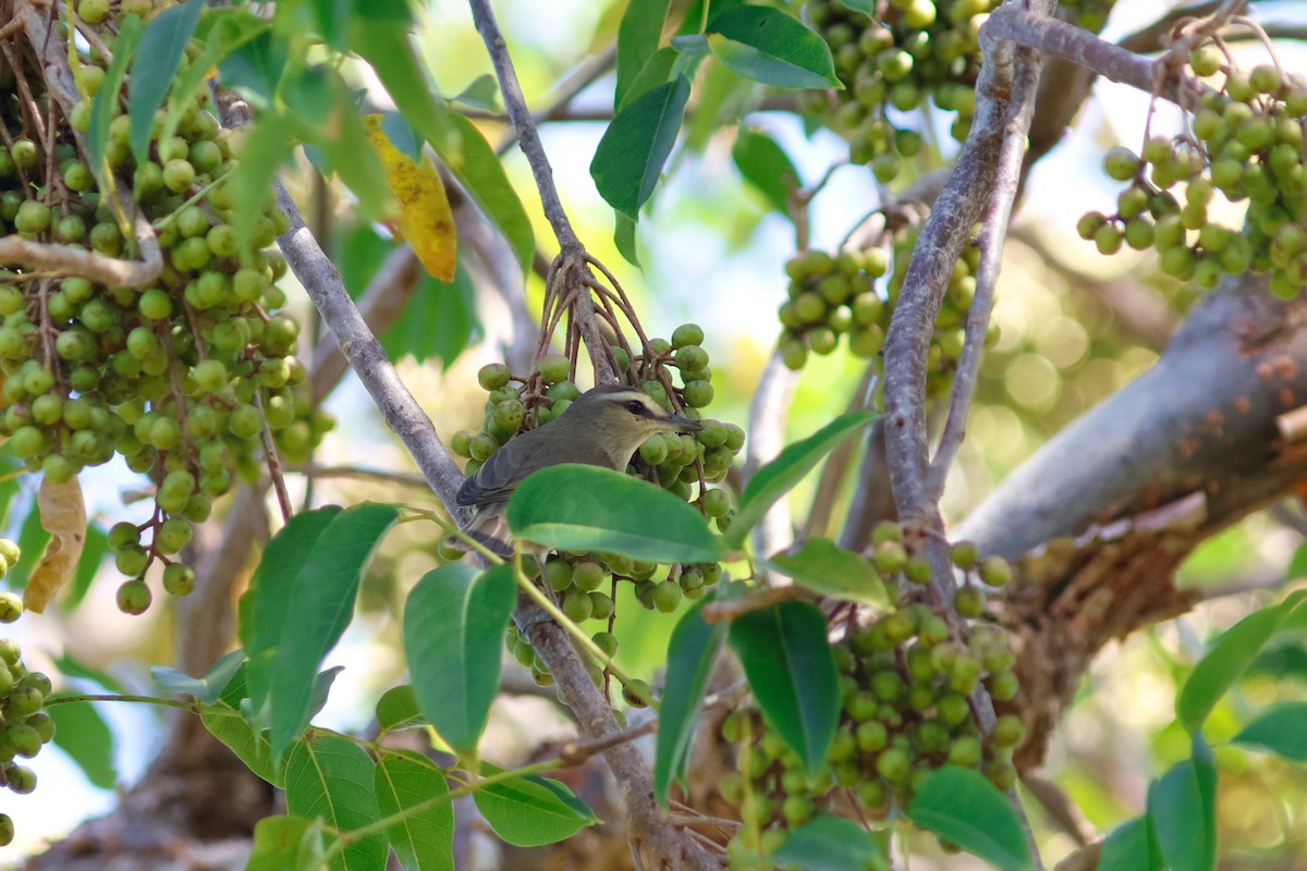 Yucatan Vireo - ML615696204