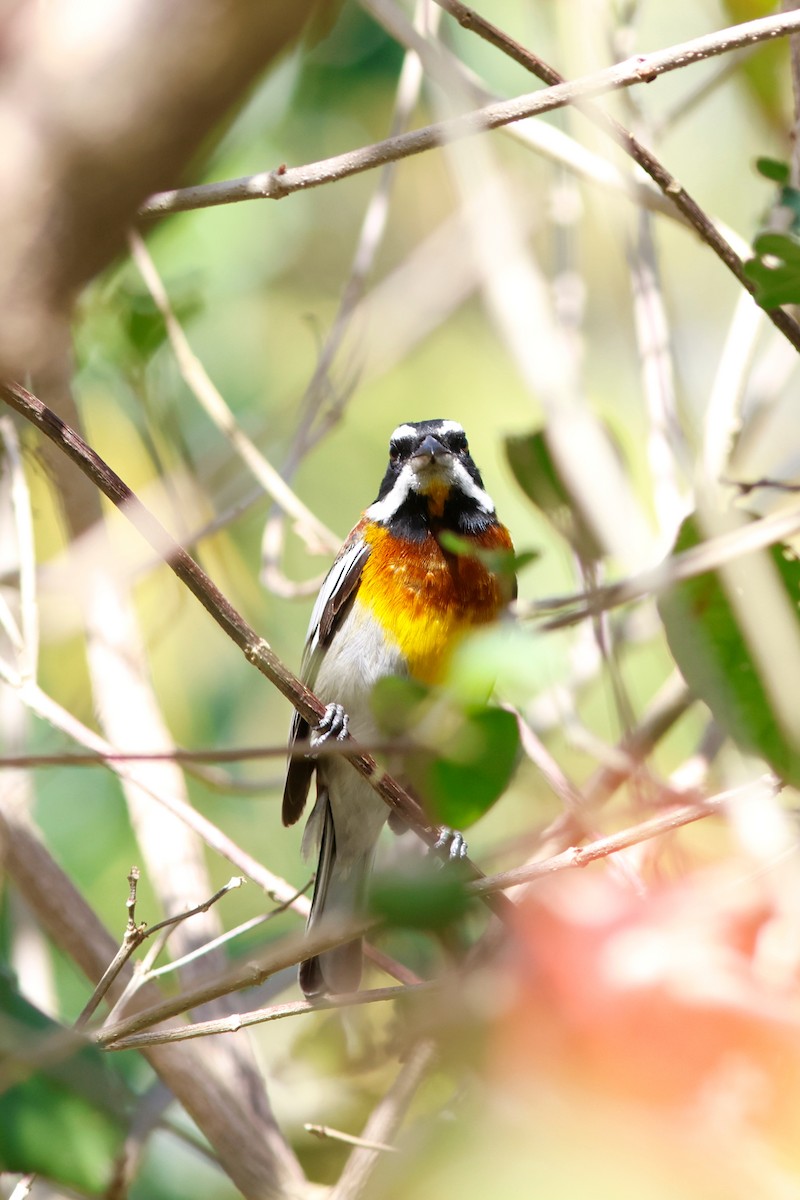 Western Spindalis (Cozumel I.) - ML615696206