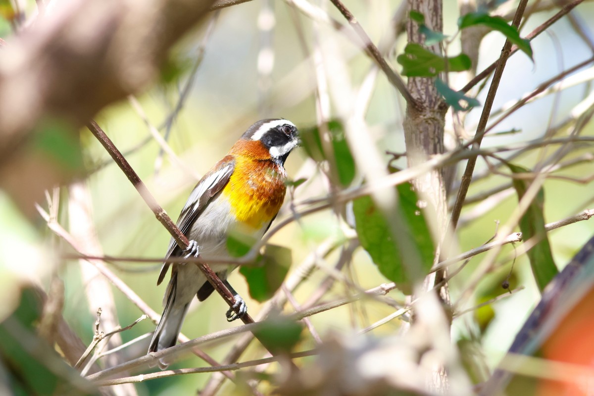 Western Spindalis (Cozumel I.) - ML615696207