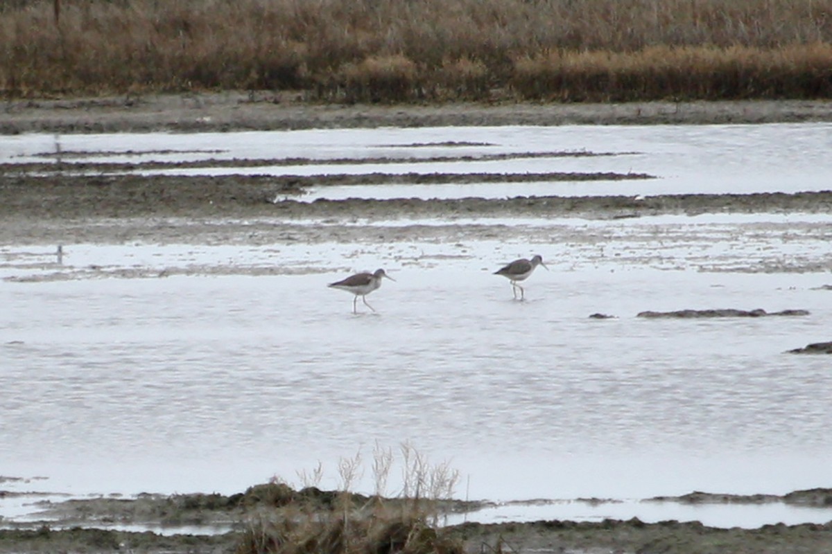 Greater Yellowlegs - ML615696267