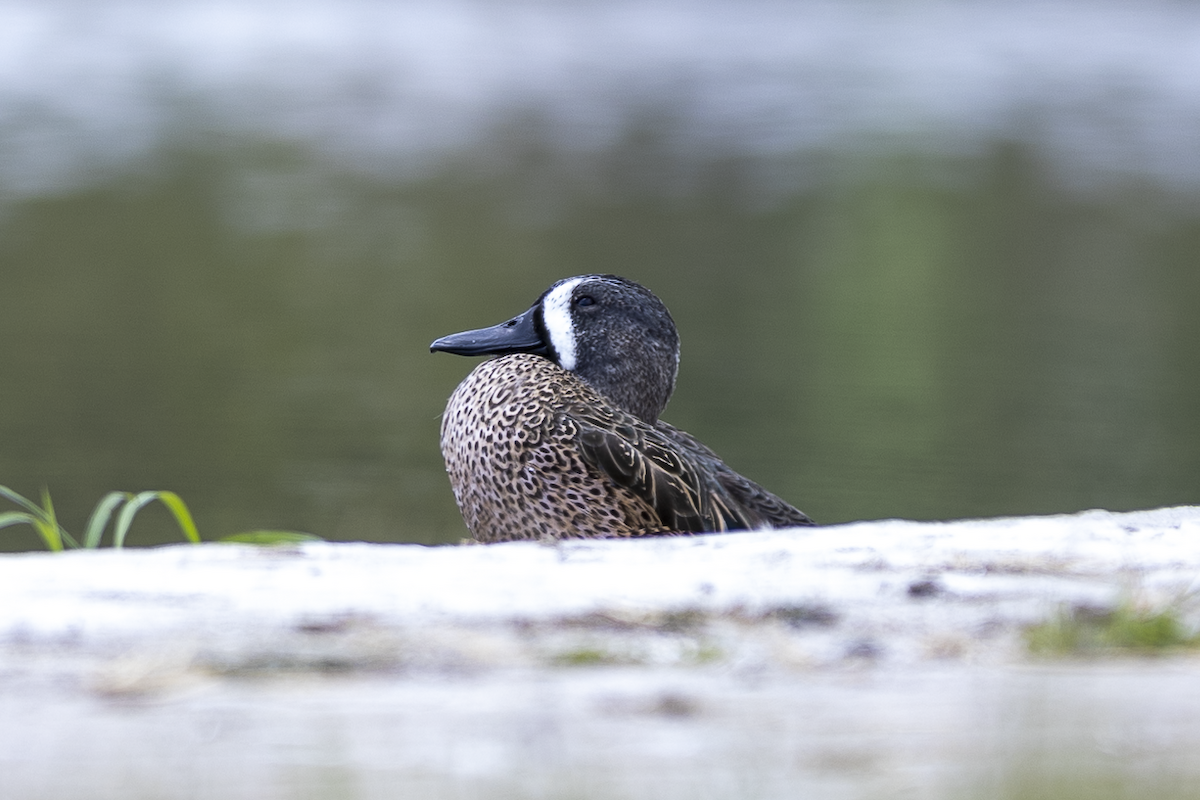 Blue-winged Teal - ML615696282