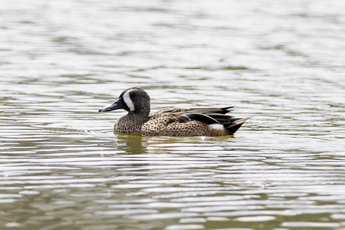 Blue-winged Teal - ML615696283