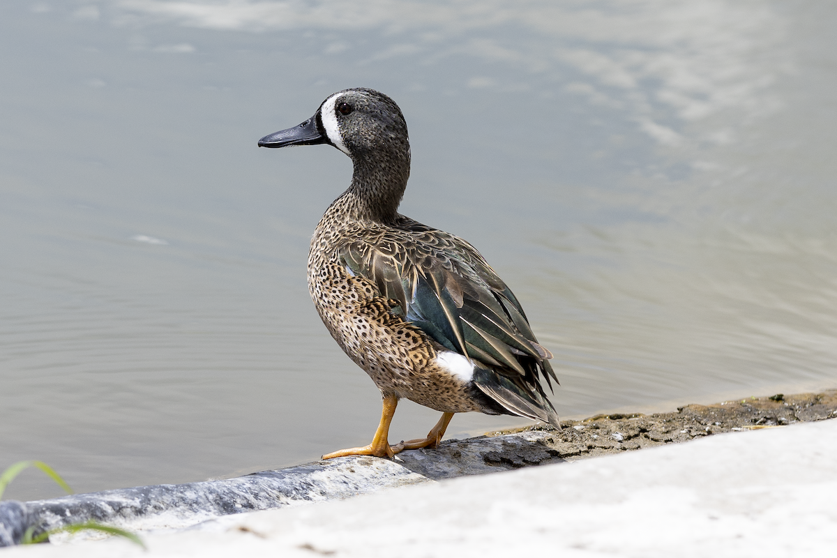 Blue-winged Teal - ML615696284