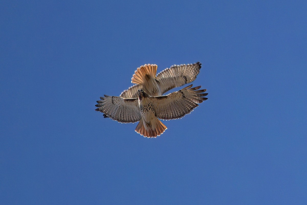 Red-tailed Hawk (borealis) - ML615696296