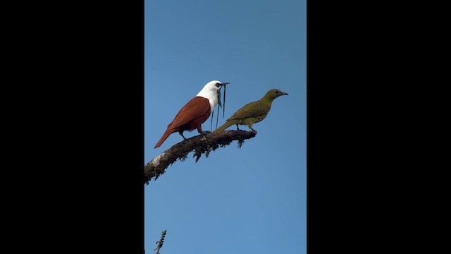 Three-wattled Bellbird - ML615696315