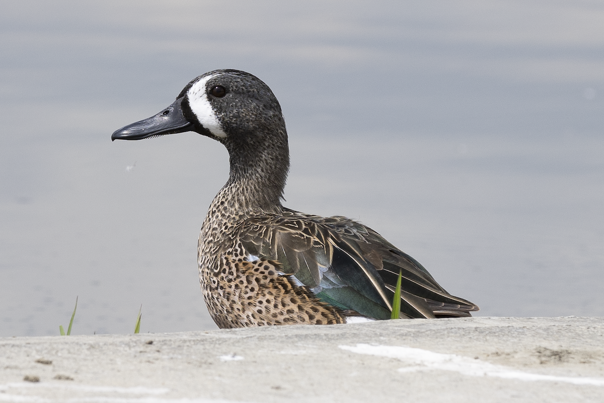 Blue-winged Teal - ML615696326