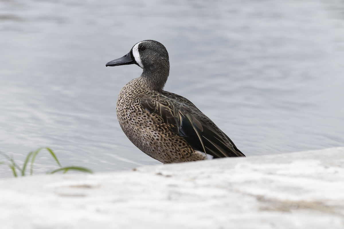 Blue-winged Teal - ML615696328