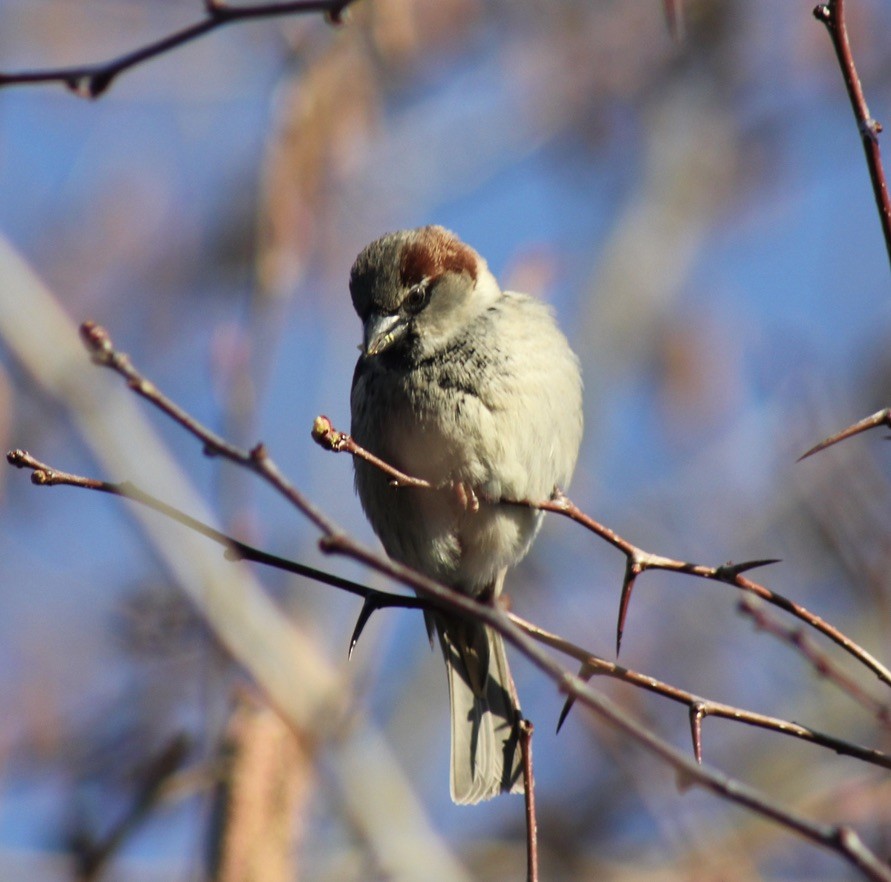 House Sparrow - ML615696348