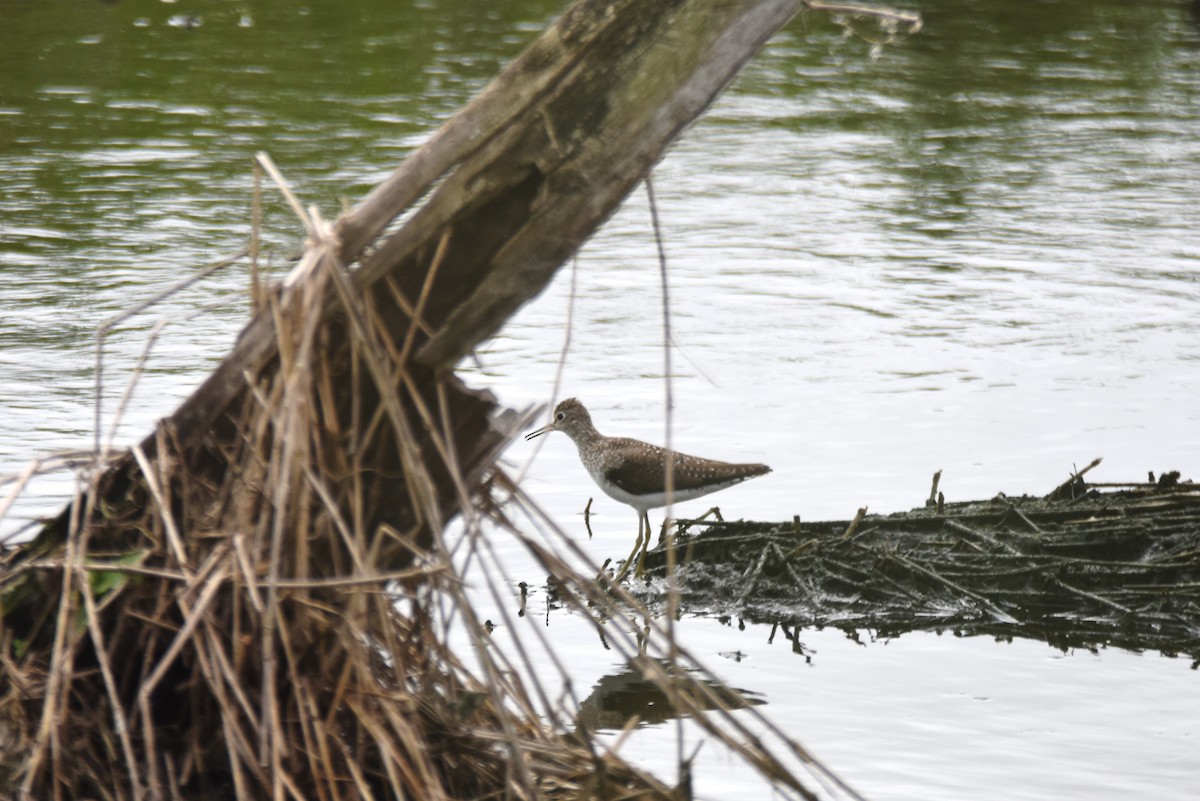 Solitary Sandpiper - ML615696357