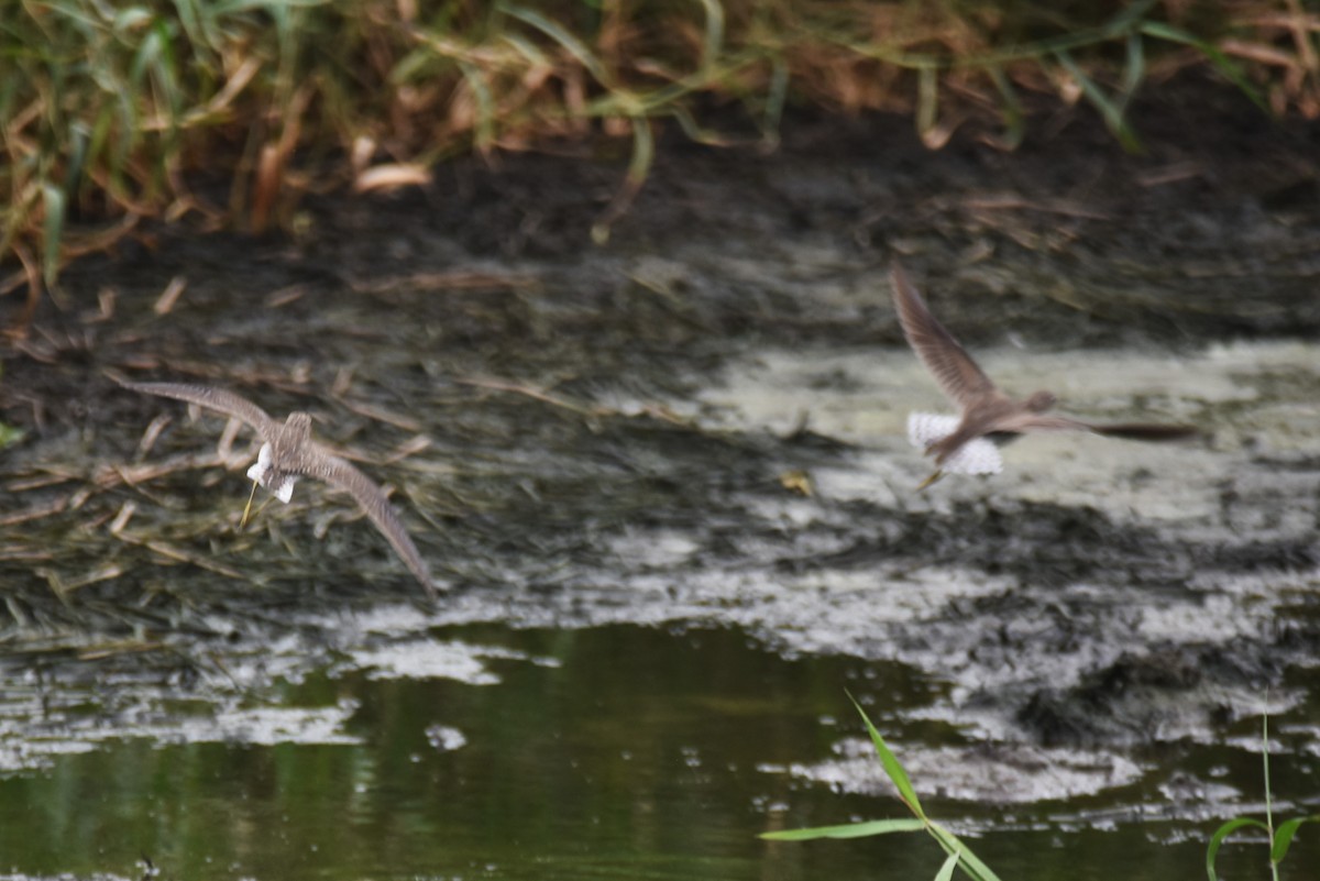 Solitary Sandpiper - ML615696358