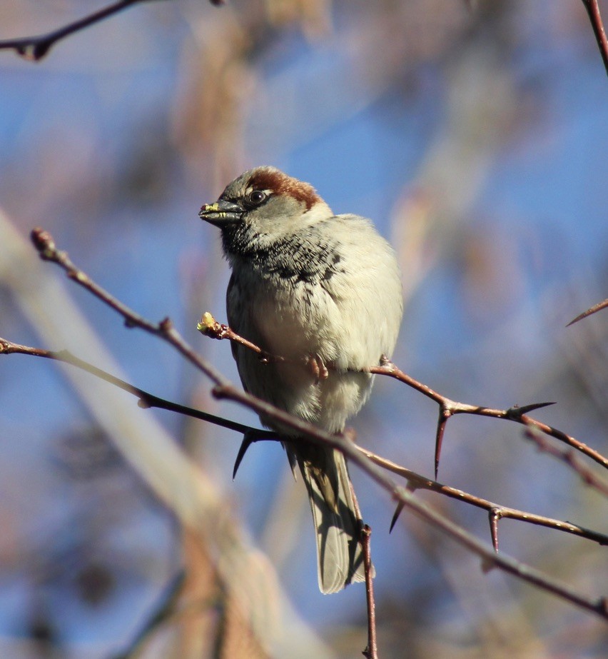 House Sparrow - ML615696360