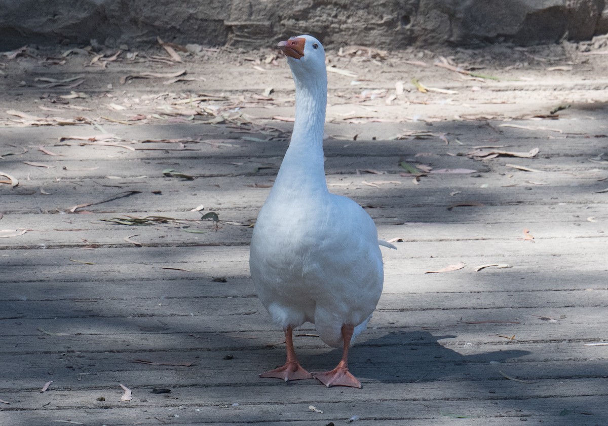 Domestic goose sp. (Domestic type) - ML615696362